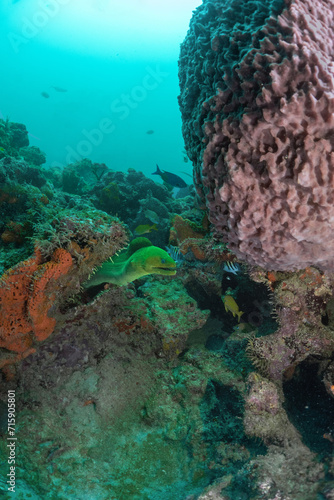 green moray ell, scuba diving photos, west palm beach, fl