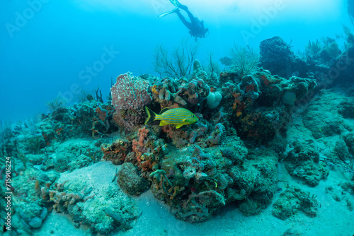 scuba diving photos, west palm beach, fl