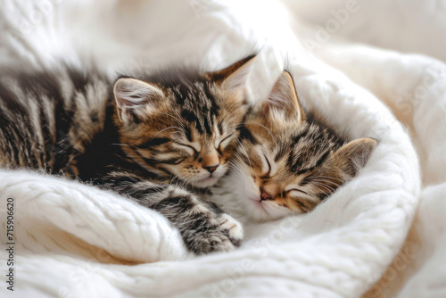 Couple fluffy kitten portrait relaxing on white blanket. Little baby gray and tabby adorable cat in love sleeping at home. Kittens have rest. Animal pet cats lie on bed