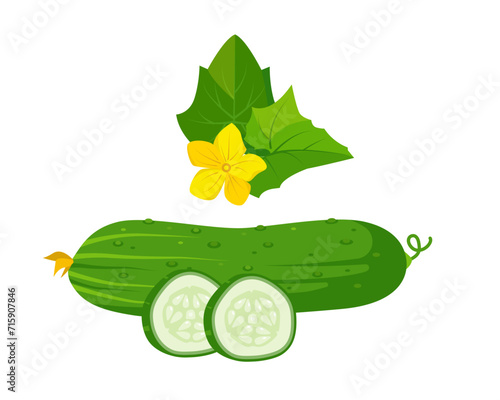 Green fresh whole cucumber with slices, leaves and flower. Cucumber plant parts. Organic vegetables vegetarian food. Vector illustration isolated on white background.