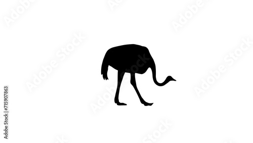 Animation with an ostrich walking on the white background (seamless loop) photo