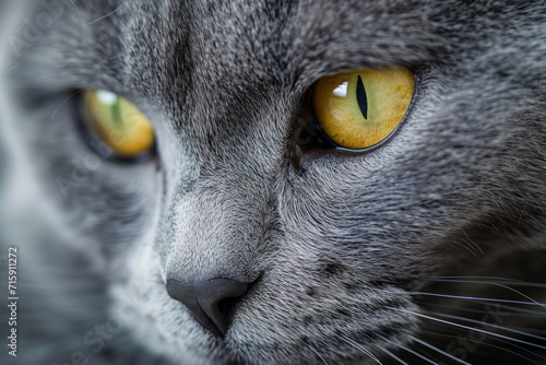 Close-up portrait of a beautiful gray domestic cat with yellow-green eyes and a black nose. A pet. Macro