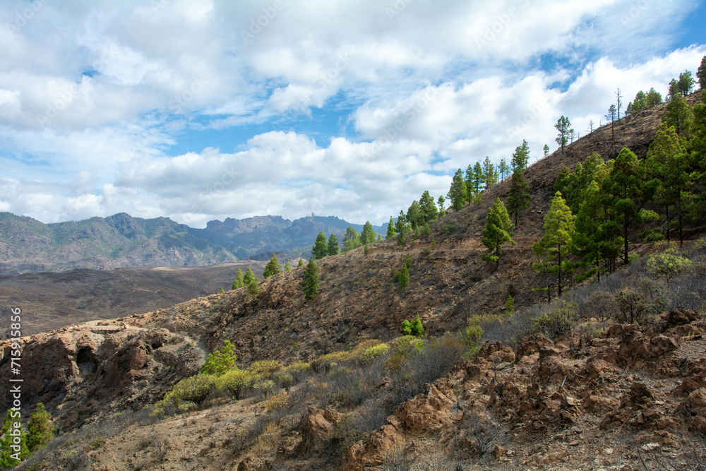 Fototapeta premium On the mountains on the island of Gran Ganaria with pine trees