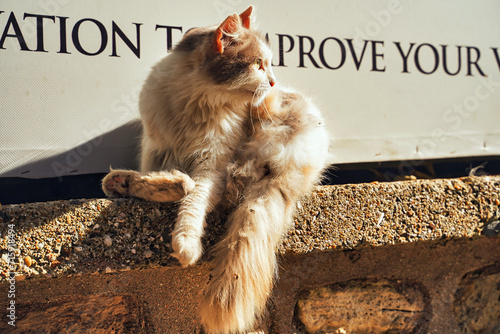 Photography A stray cat grooms itself on the busy steets of Istanbul, Turkey