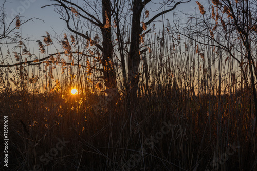 Evening landscape. Reeds and the setting sun beyond the horizon.
