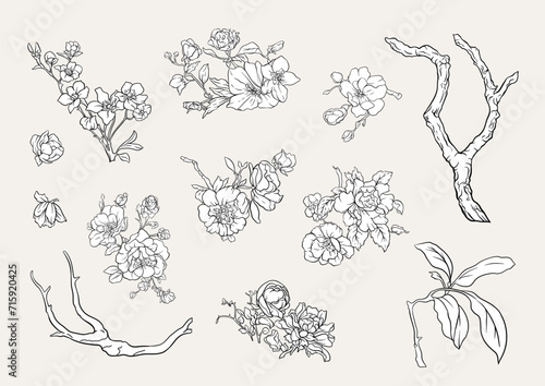 Blossom trees with birds swallow and parrots. Set, element for design. Vector illustration. In Chinoiserie, botanical style