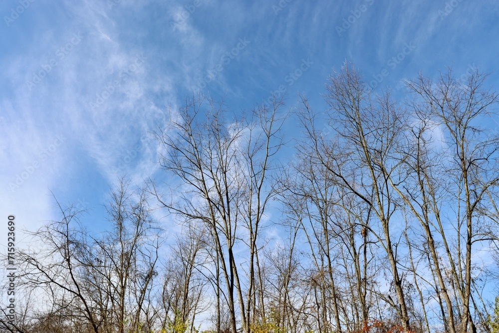 The bare trees in the forest with the sky and clouds.