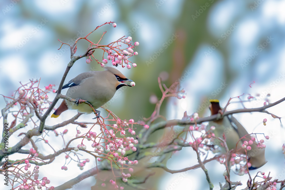 Waxwing, Bombycilla garrulus, perched in Rowan tree Waxwing, Bombycilla garrulus, perched in Rowan tree