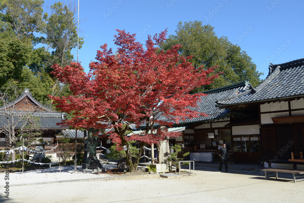 秋の今宮神社　社務所　京都市北区紫野