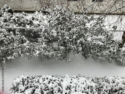 Snow covered bush, winter storm photo