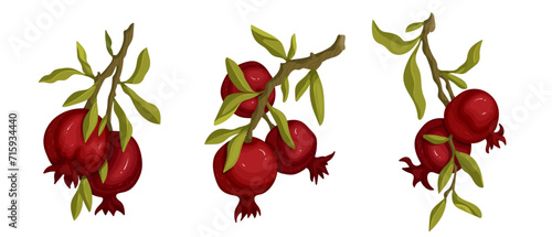 Set of pomegranate branches with ripe, juicy fruits and leaves.Vector graphics.