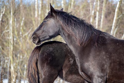 Portrait of a black horse against the background of the forest on a cold  snowy  winter day