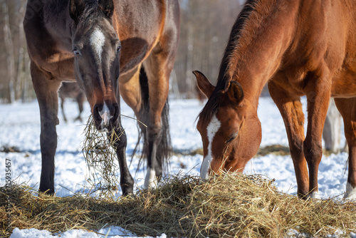 Wallpaper Mural Horses eat hay in winter. Feeding horses in winter. Sunny winter day, real scene Torontodigital.ca