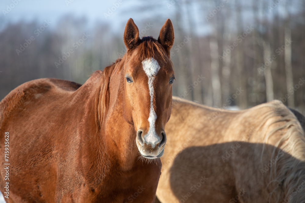Portrait of a beautiful chestnut horse in winter in the sun Portrait of a beautiful chestnut horse in winter in the sun