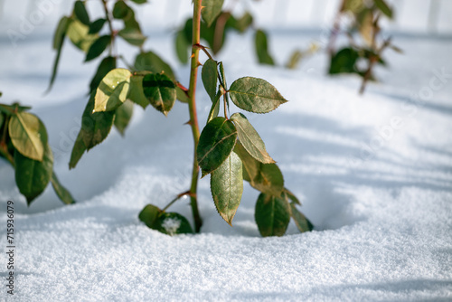 Wallpaper Mural Protecting young roses in winter. Gardening frost protection
​ Torontodigital.ca
