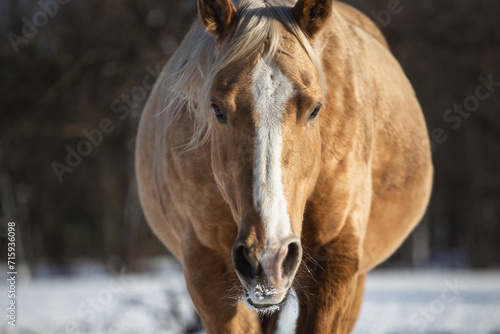 Palomino horse in winter  snow. The problem of nutrition and overweight horses in winter    
