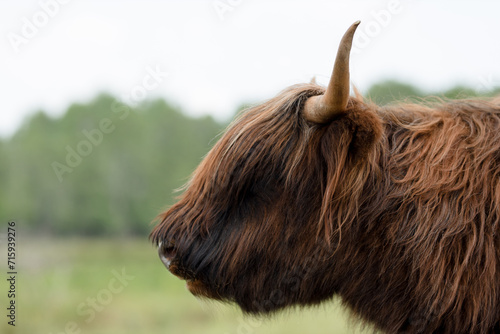  A majestic highland Scottish bull in a natural habitat with a magnificent coat
