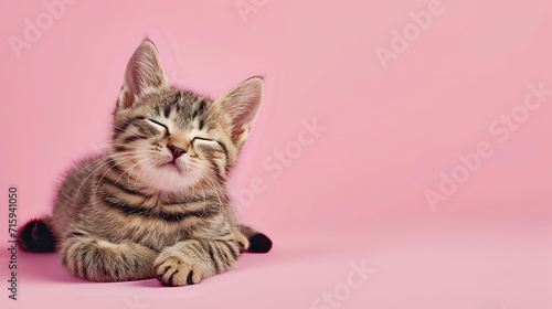 kitten on a pink background