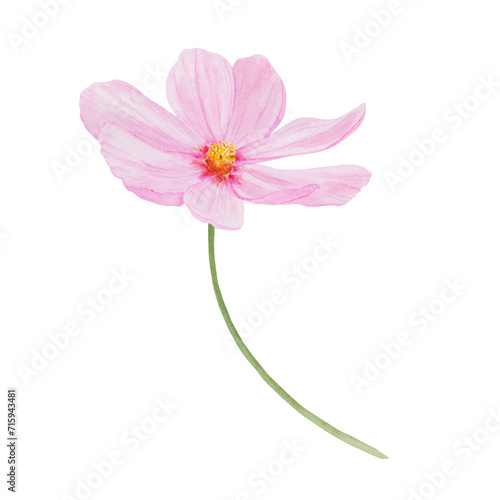 Pink Cosmos watercolor illustration. Hand drawn botanical painting, floral sketch. Colorful flower clipart for summer or autumn design of wedding invitation, print, greeting, sublimation, textile