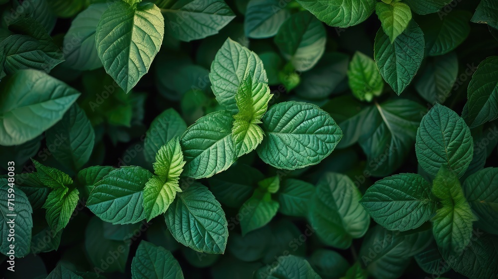Green leaves background Green leaves background