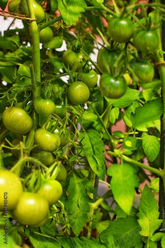Green tomatoes on bushes in a greenhouse.
