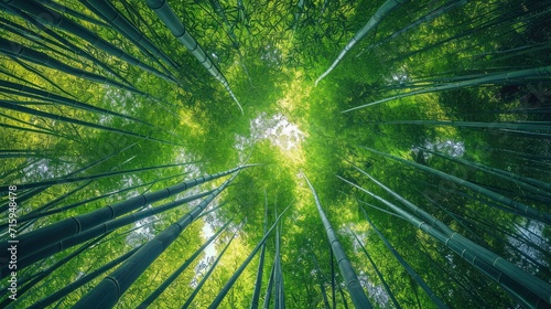 Looking up at exotic lush green bamboo tree canopy