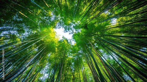 Low angle view of trees growing in bamboo grove