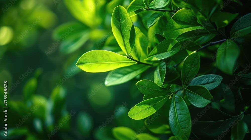 Nature of green leaf in garden at summer. Natural green leaves plants using as spring background Nature of green leaf in garden at summer. Natural green leaves plants using as spring background