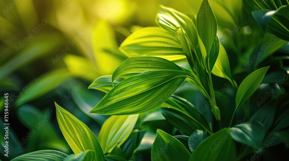 Obraz premium Nature of green leaf in garden at summer. Natural green leaves plants using as spring background cover page environment ecology or greenery wallpaper