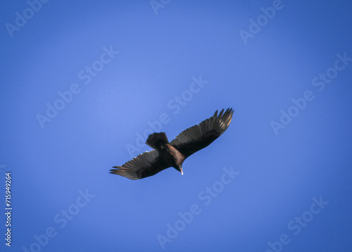 TurkeyVulture in Flight!