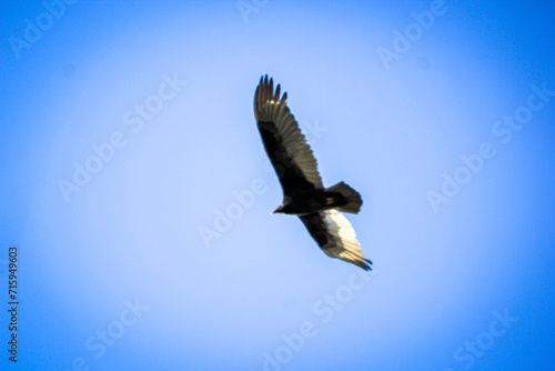 TurkeyVulture in Flight!