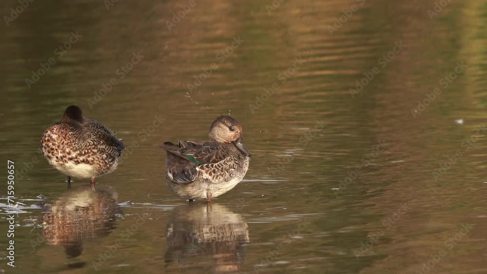 A female Eurasian teal (Anas crecca), common teal, or Eurasian green-winged teal polishing its feathers while standing in shallow water together with a second Teal. A female Eurasian teal (Anas crecca), common teal, or Eurasian green-winged teal polishing its feathers while standing in shallow water together with a second Teal.
