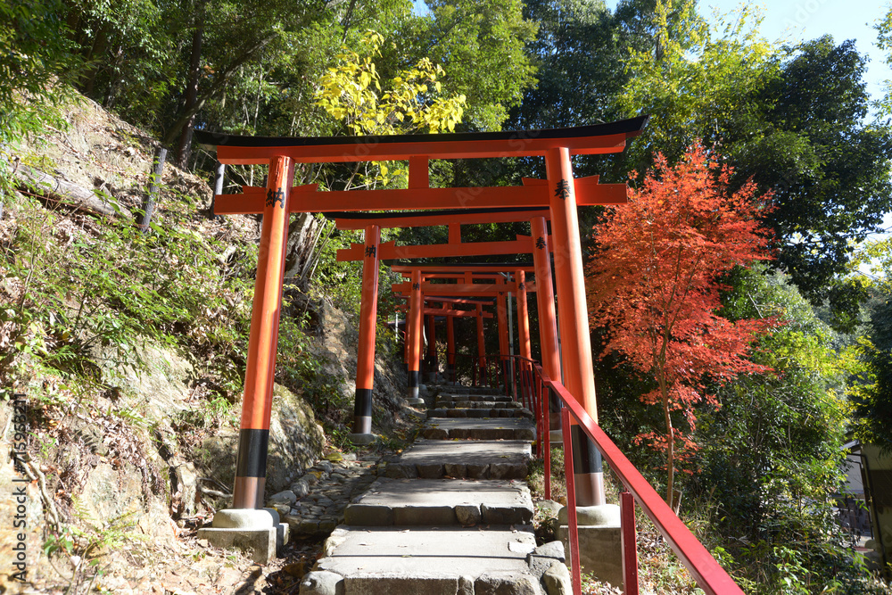 秋の上賀茂神社　二葉姫稲荷神社参道の鳥居　京都市北区
