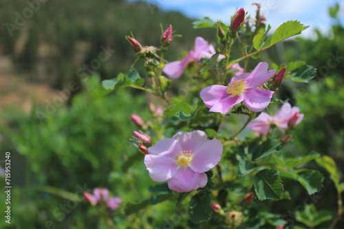 pink and white flowers