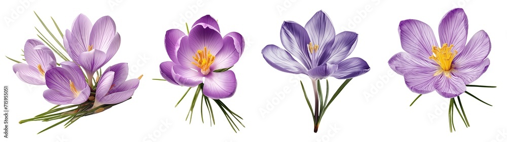 Fotobehang Krokus Various of violet flower. Spring flowers on transparent background, set. High quality photo. Krokus. Design element #715955051