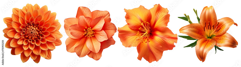 Various of orange flower. Spring flowers on transparent background, set. High quality photo. Chrysanthemum, lily. Design element