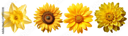 Various of yellow  flower. Spring flowers on transparent background, set. High quality photo. Daffodil, Narcissus poeticus, nargis, sunflower,  chrysanthemum, gerbera. Design element photo