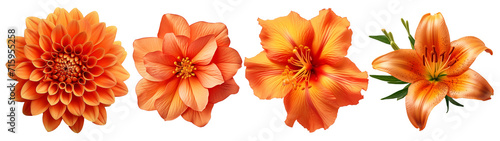Various of orange flower. Spring flowers on transparent background, set. High quality photo. Chrysanthemum, lily. Design element