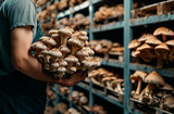 A man holds a lot of mushrooms in his hands in a cool room