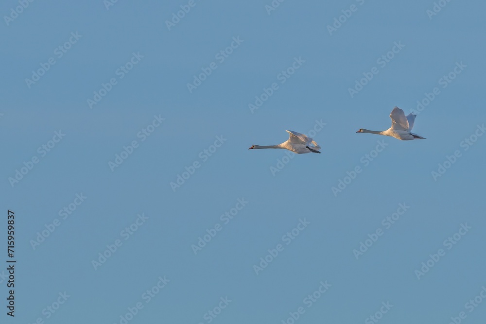 Two flying swans against the sky. Two flying swans against the sky.