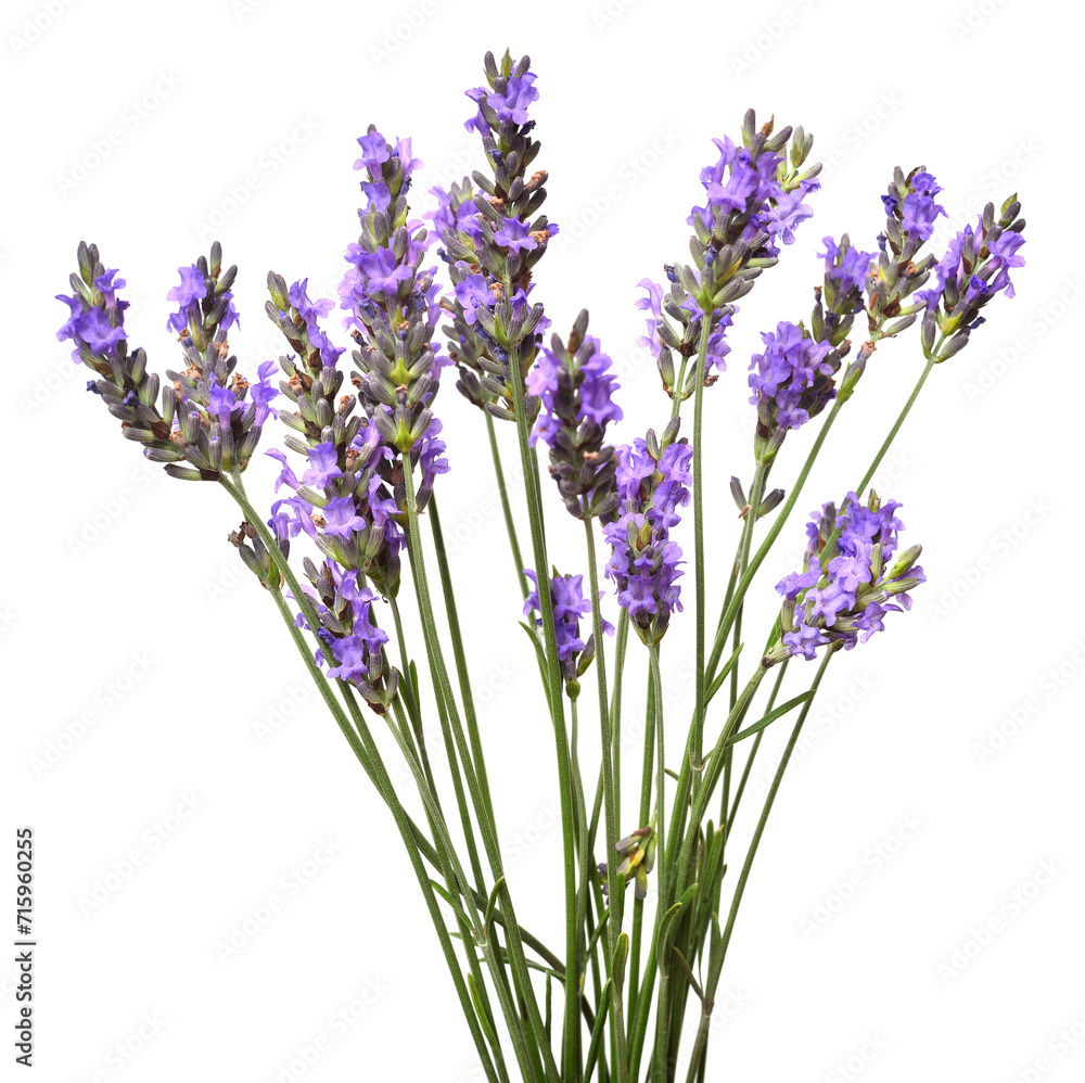 Naklejka premium Bunch of lavender flowers isolated on a white background. Medical herbs. Floral bouquet, pattern, object. Flat lay, top view