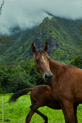 Horses by the mountains