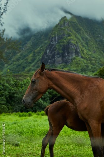 Horses by the mountains