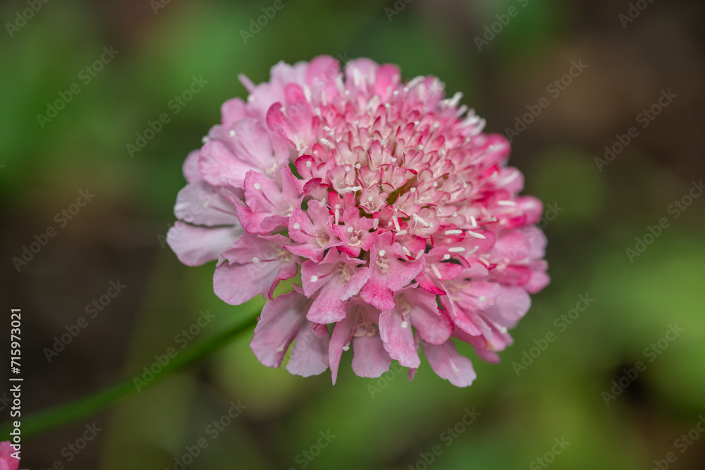 Close up of a pink pincushion flower in bloom Close up of a pink pincushion flower in bloom