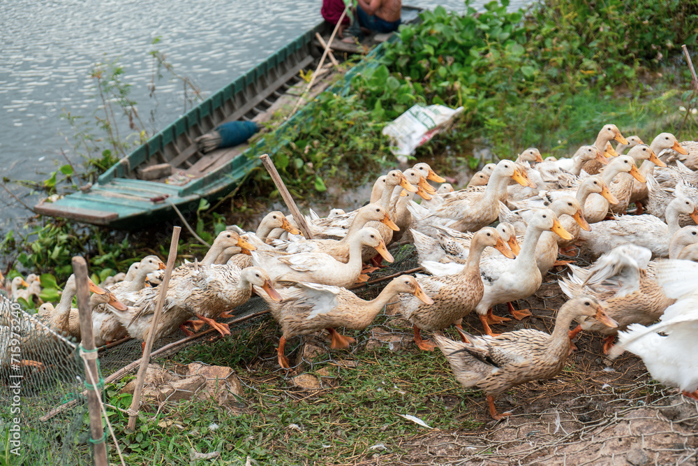Obraz premium A flock of ducks hurriedly home after long day hanging around grazing food. This is a common activity in rural areas in Mekong delta, Southern Vietnam. The ducks are led through streets, lakes, ponds