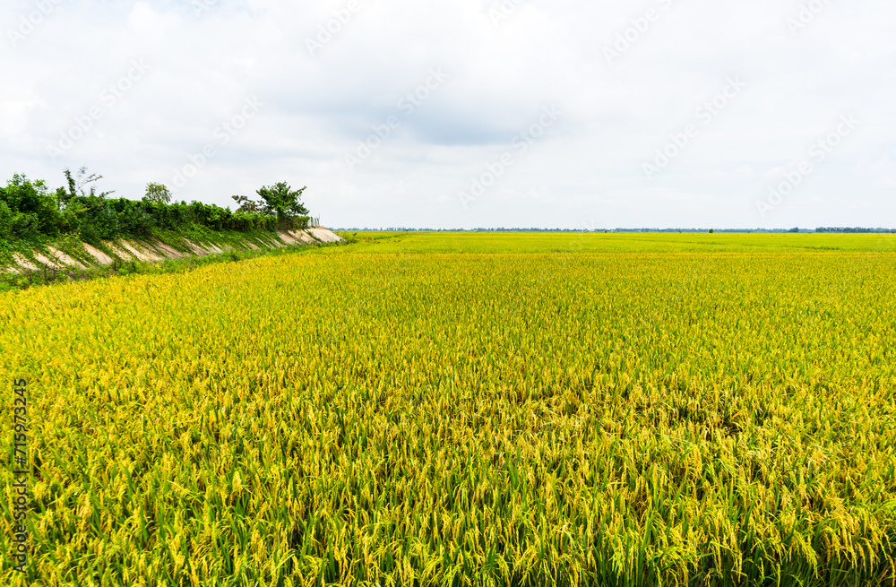 Rice field in Dong Thap province, Mekong Delta, Vietnam. It is famous and named as 
