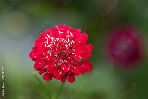 Close up of a red pincushion flower in bloom