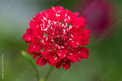 Φωτογραφία Close up of a red pincushion flower in bloom