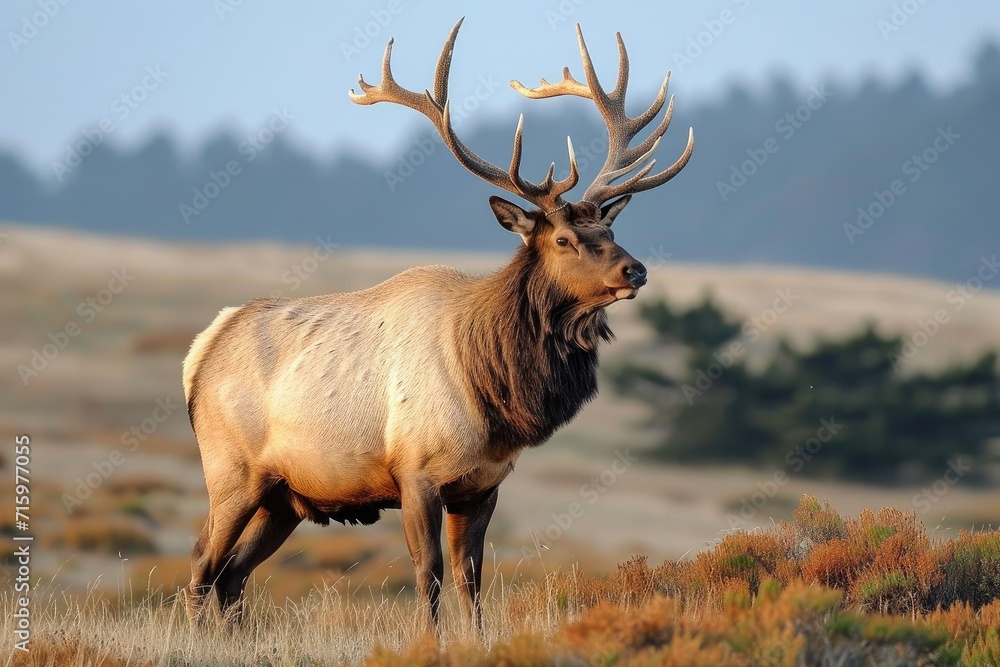 A majestic elk, adorned with impressive antlers, stands proudly in a lush field surrounded by the rugged beauty of the mountains A majestic elk, adorned with impressive antlers, stands proudly in a lush field surrounded by the rugged beauty of the mountains