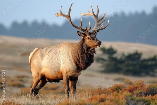 A majestic elk  adorned with impressive antlers  stands proudly in a lush field surrounded by the rugged beauty of the mountains